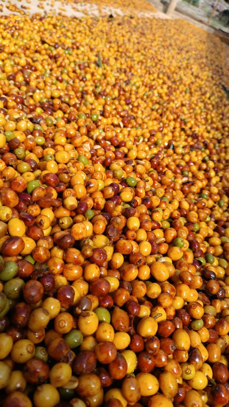 Coffee Export